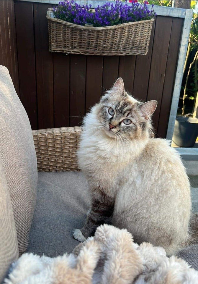 Hunkat, Ragdoll hun kat, 12 mdr.