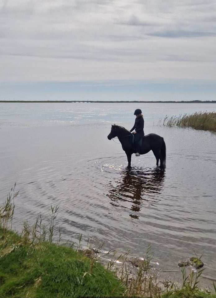 Islænder, hoppe, 9 år