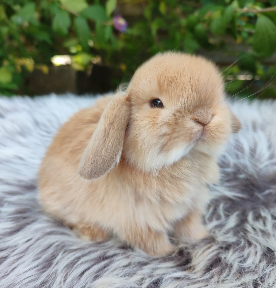 Kanin, Minilop mini lop, 0 år