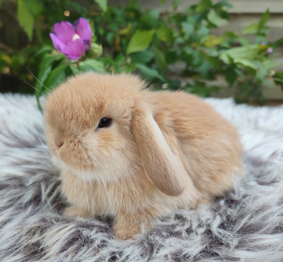 Kanin, Minilop mini lop, 0 år