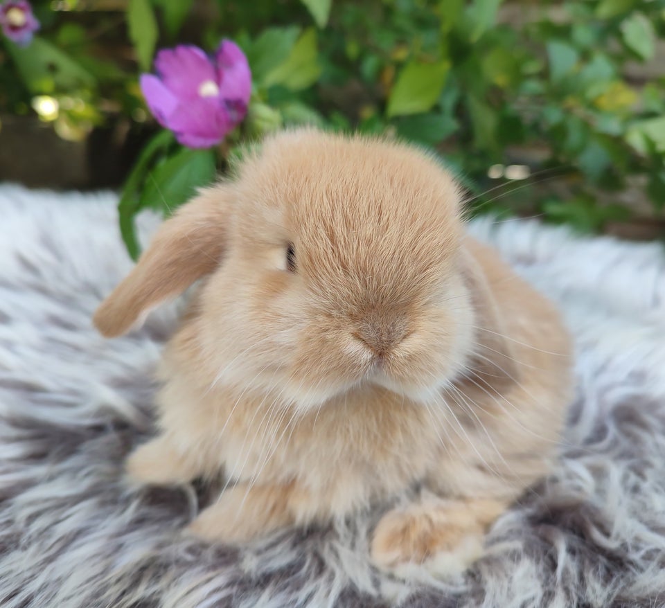 Kanin, Minilop mini lop, 0 år