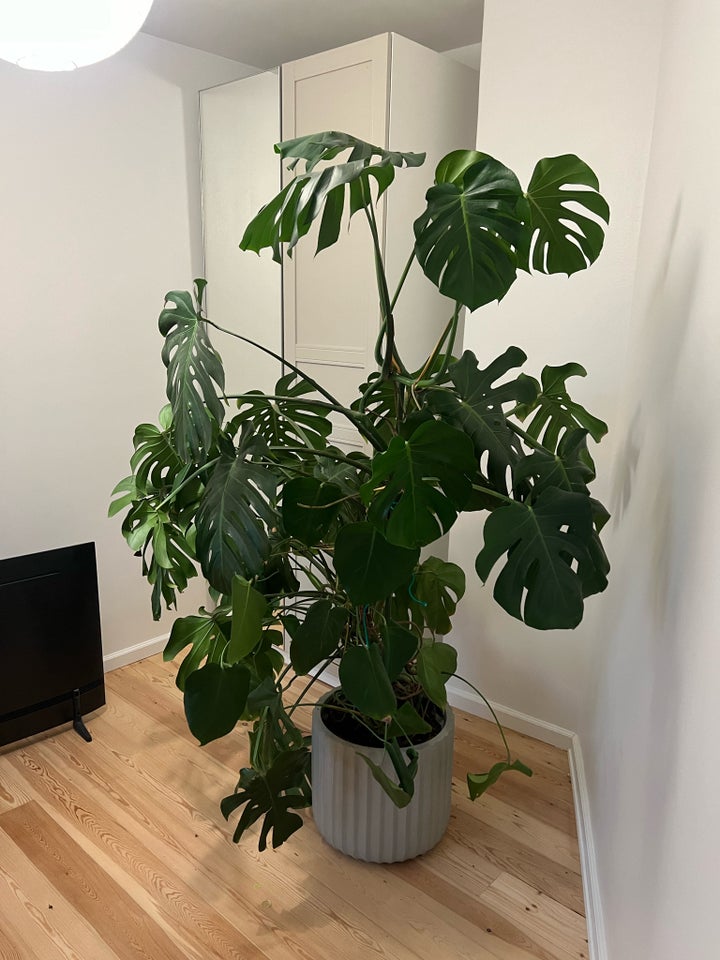 Monstera