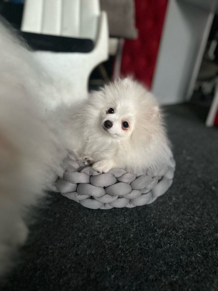 Pomeranian hvalpe 4 mdr