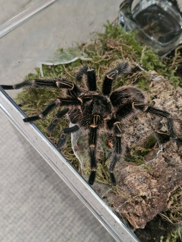 Edderkop Grammostola pulchripes