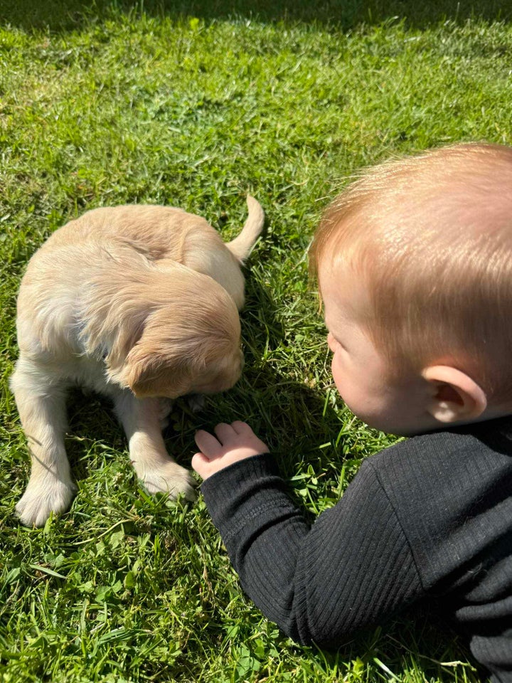 Golden retriever hvalpe 5 uger