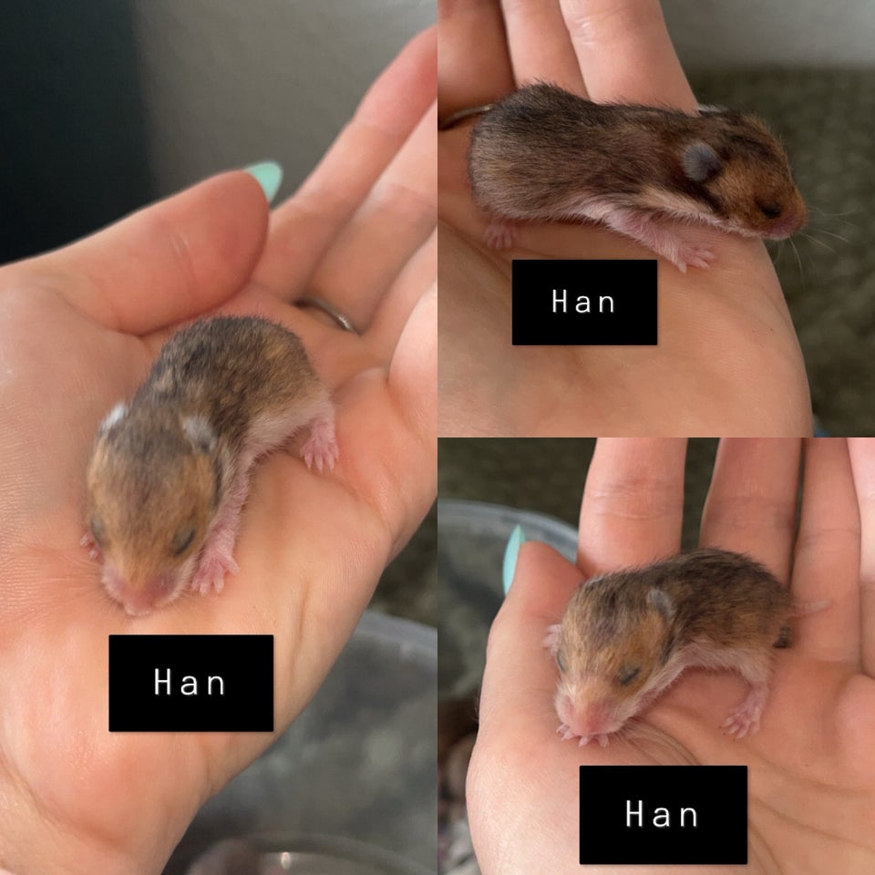 Hamster, Guldhamster, 0 år