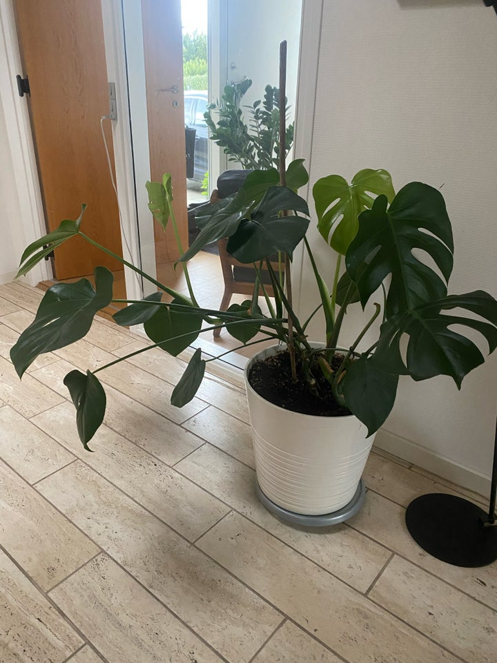 Monstera