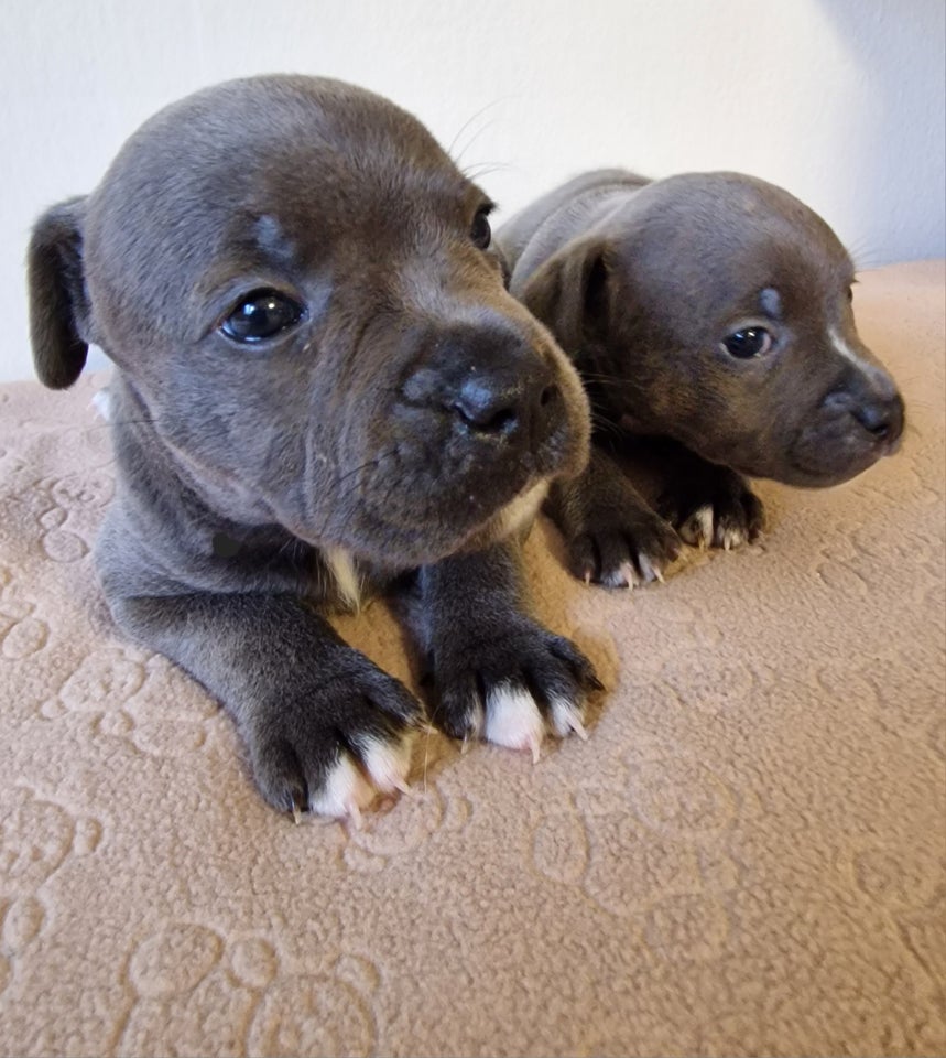 Staffordshire bull terrier