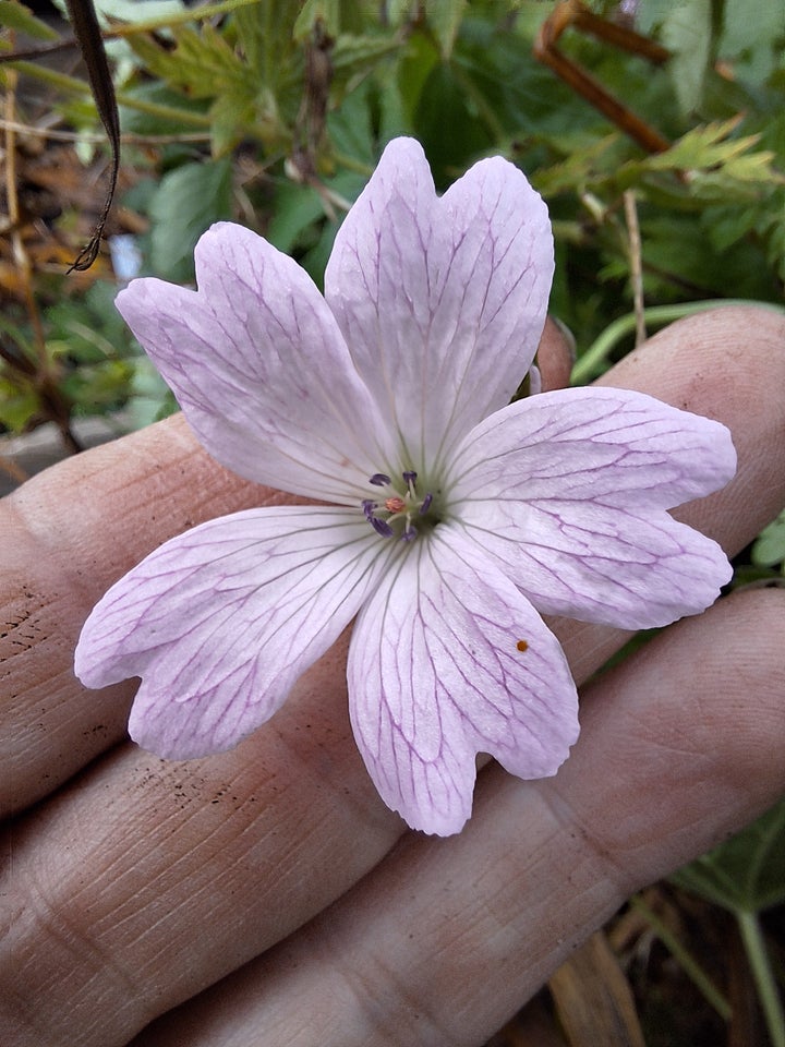 Stauder, Geranium x oxonianum