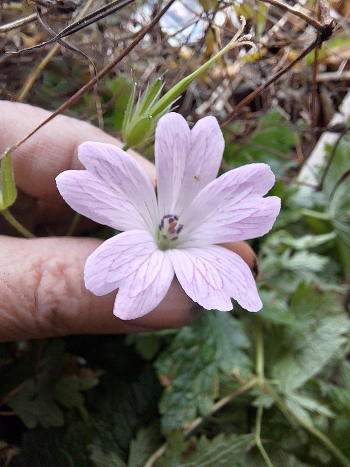 Stauder, Geranium x oxonianum