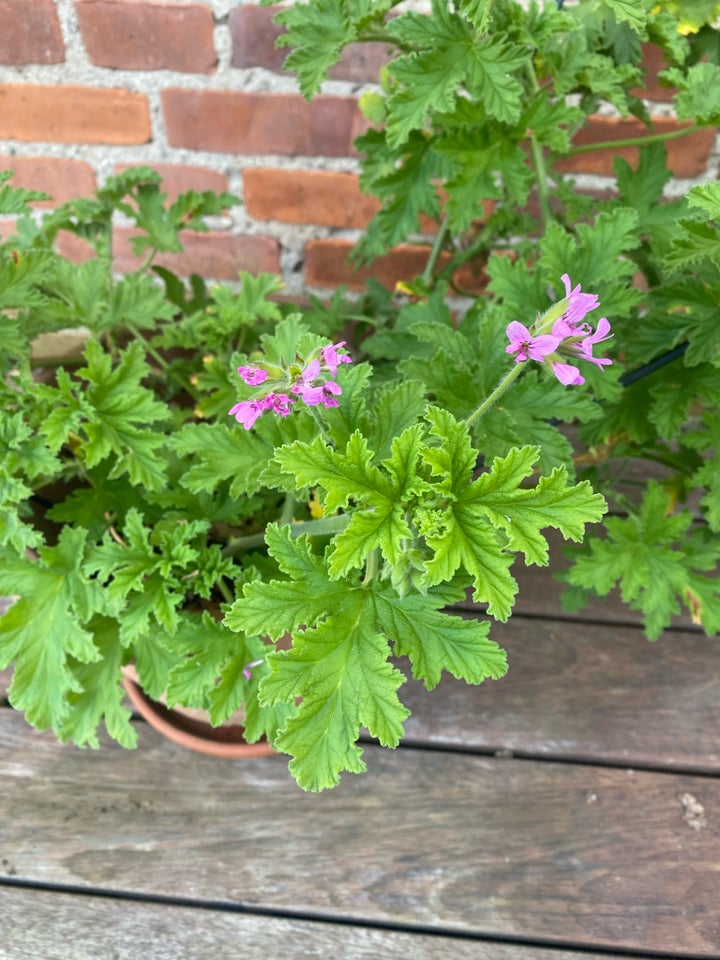 Plante i god vækst, Duft Geranium