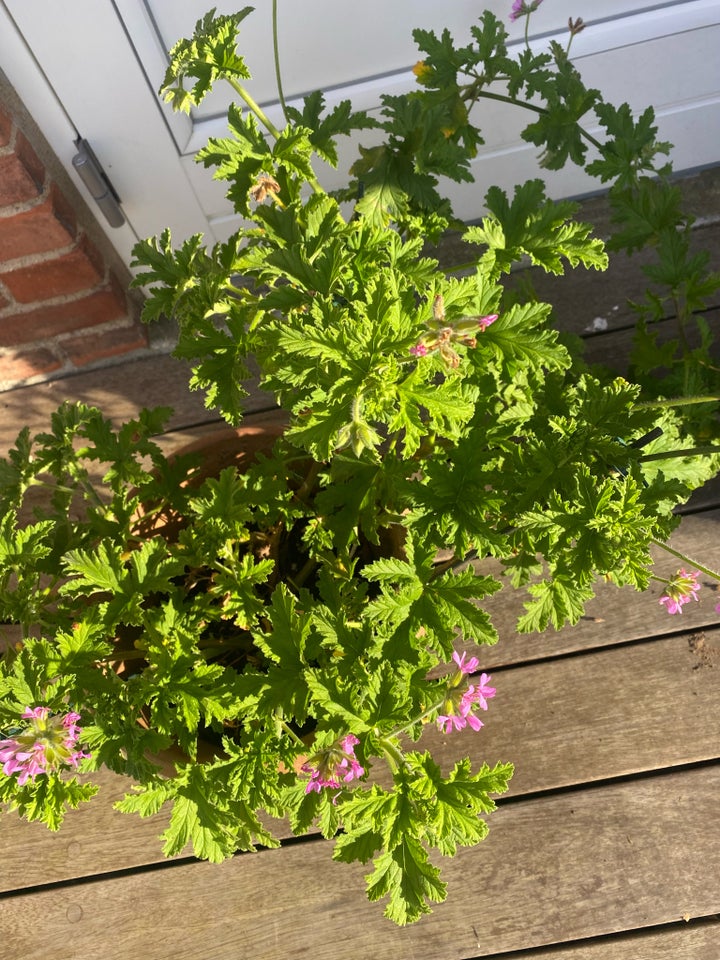 Plante i god vækst, Duft Geranium