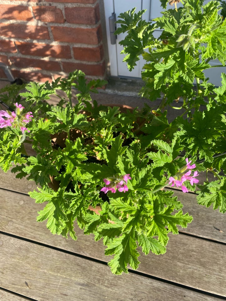 Plante i god vækst, Duft Geranium