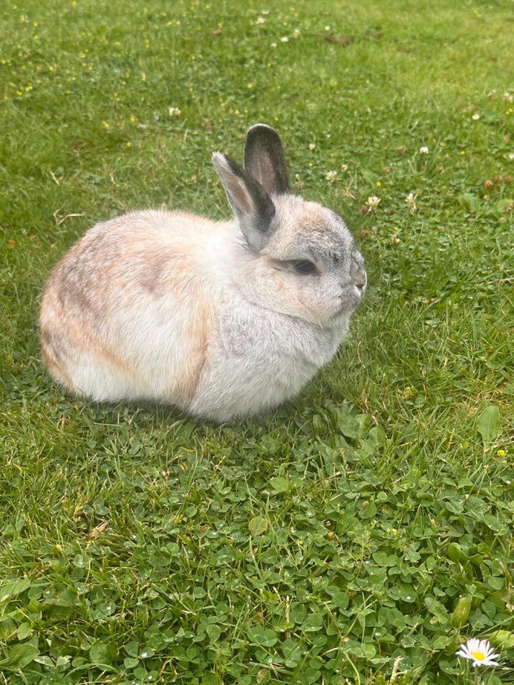 Kanin Hermelin 2 år