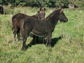 Fell pony, hoppe, 0 år