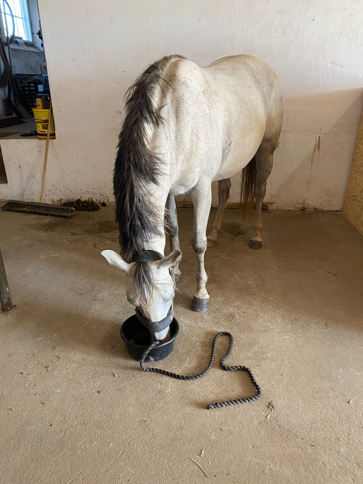 Sportspony, hoppe, 7 år