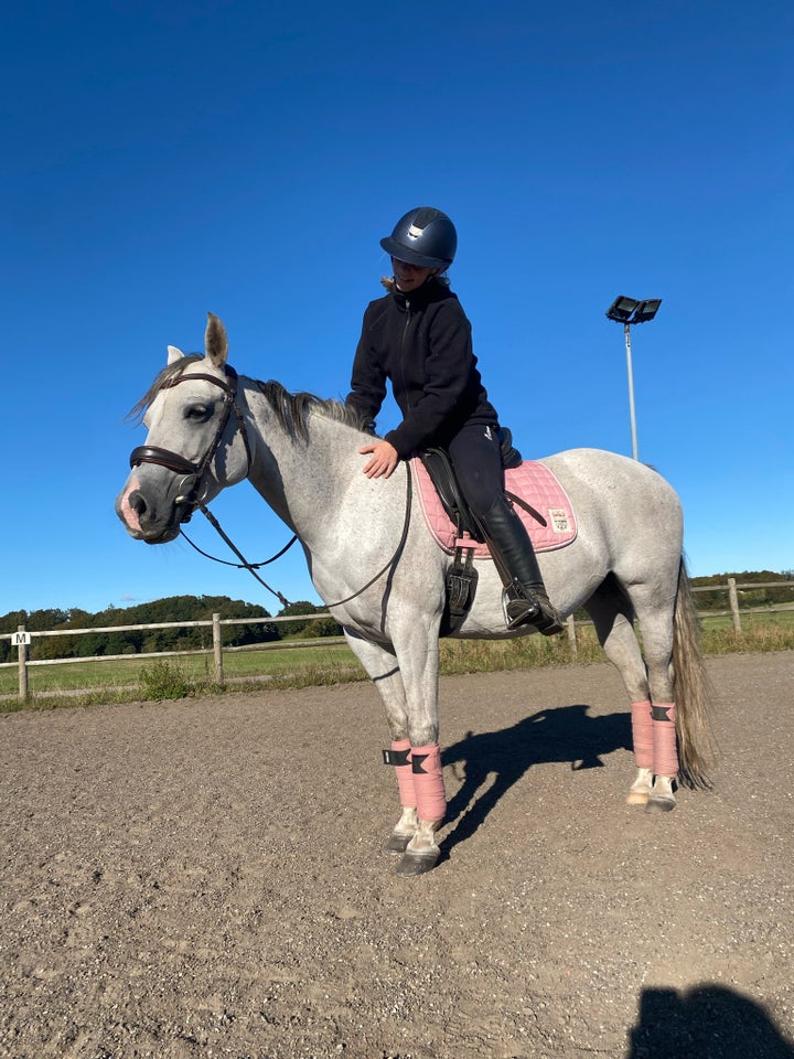 Sportspony, hoppe, 7 år