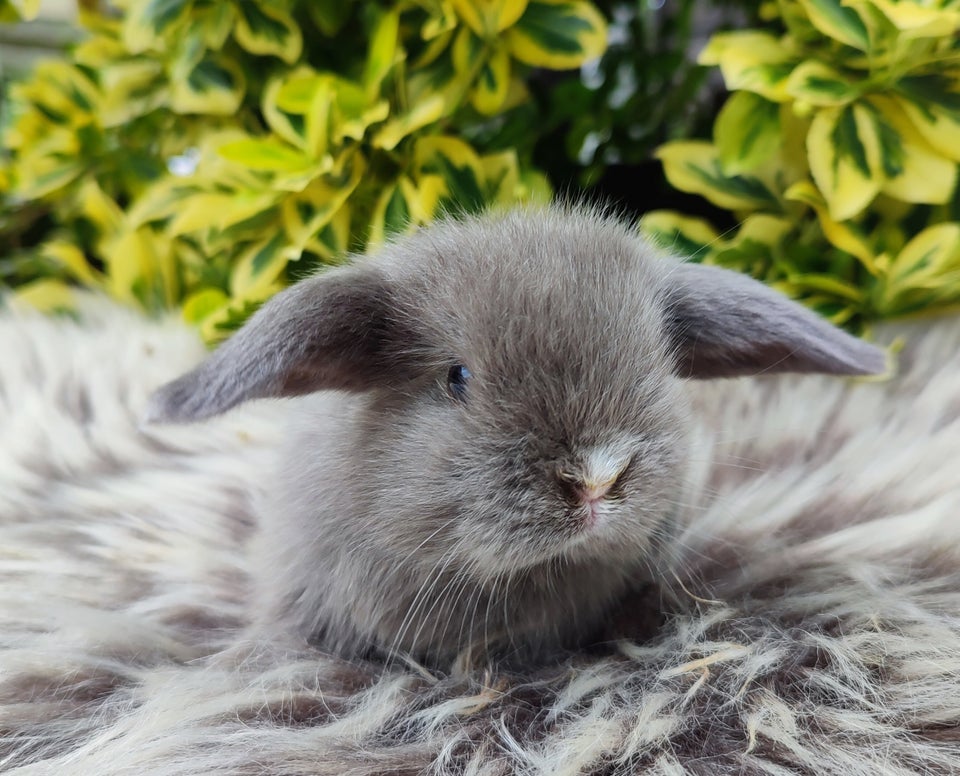 Kanin Minilop mini lop 0 år