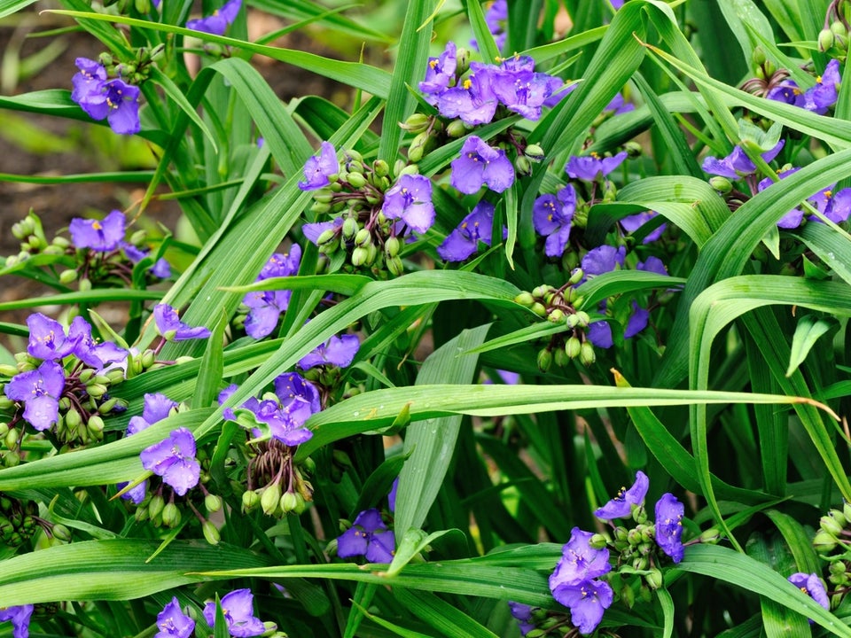 Staude. , Tradescantia.