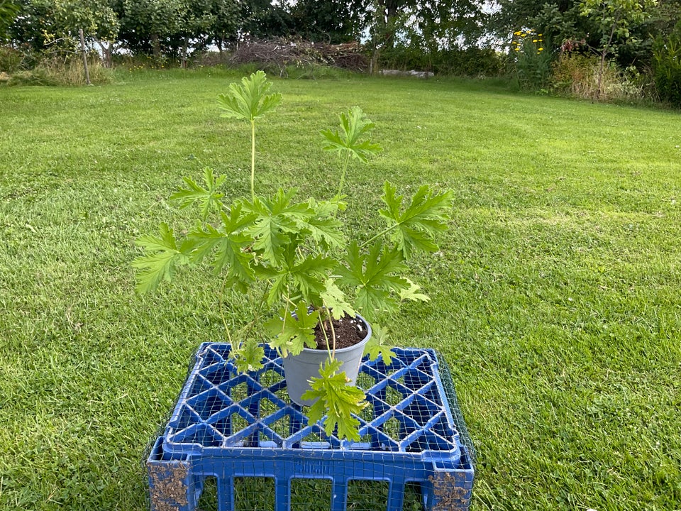 Ørepineplante Rosengeranie