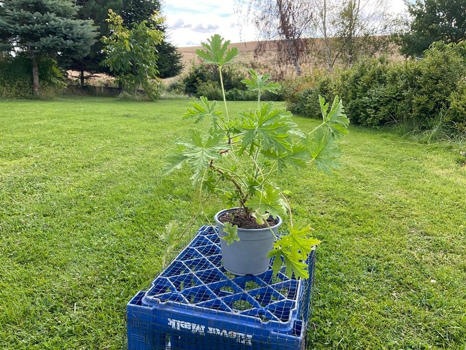 Ørepineplante Rosengeranie