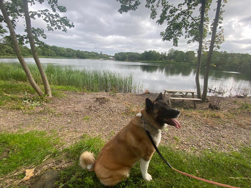 Amerikansk akita hund 3 år