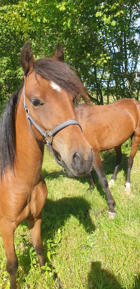 Blanding vallak 2 år