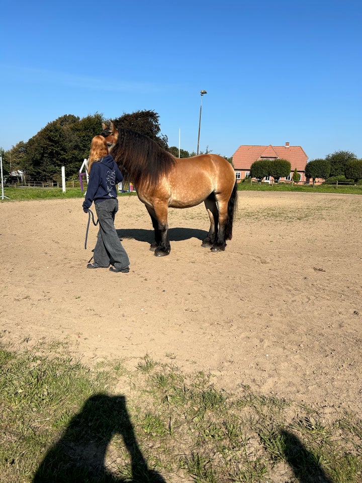 Ardenner, hoppe, 7 år