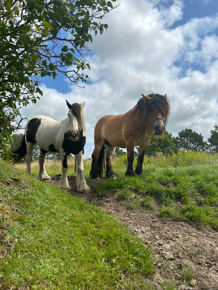 Ardenner, hoppe, 7 år