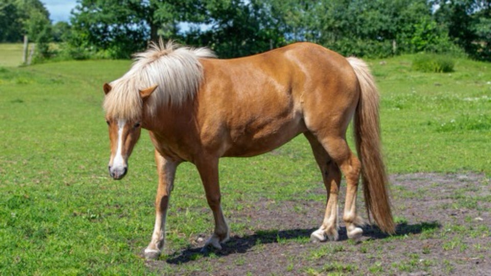 Islænder hoppe 3 år