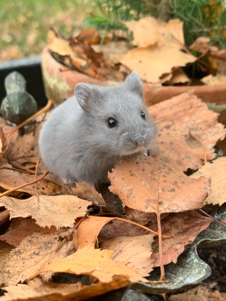 Dværghamster, Campbell, 0 år