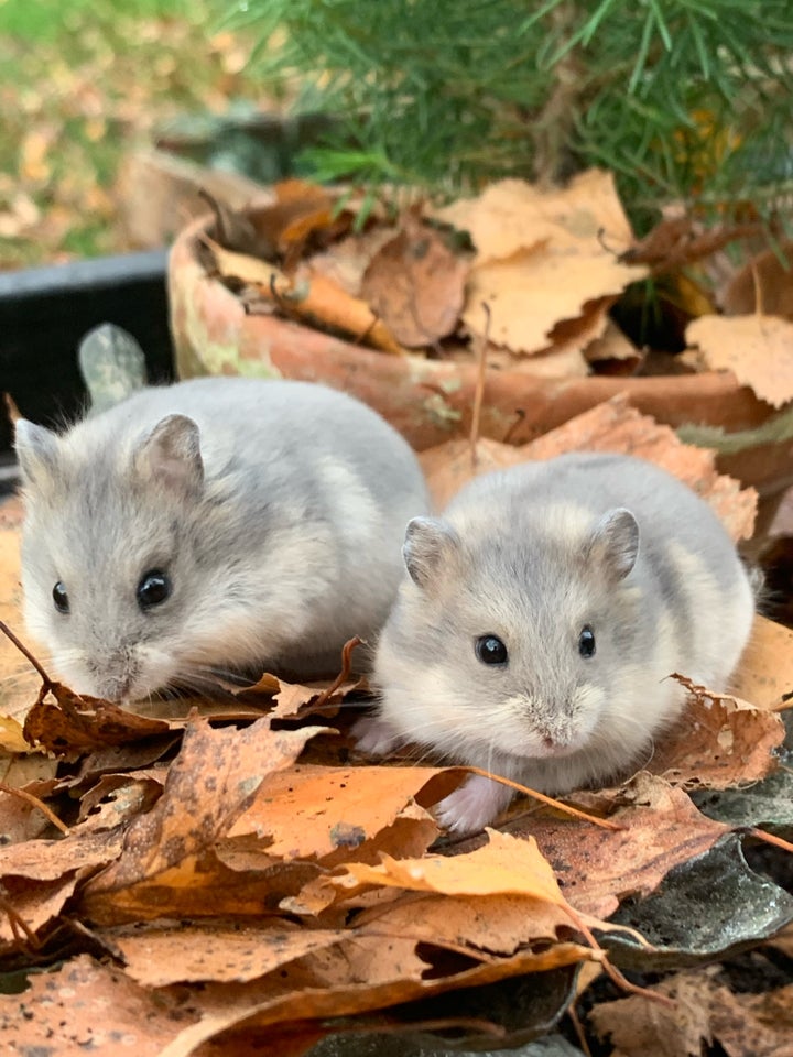 Dværghamster, Campbell, 0 år