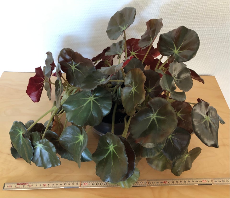 Stueplante Begonia