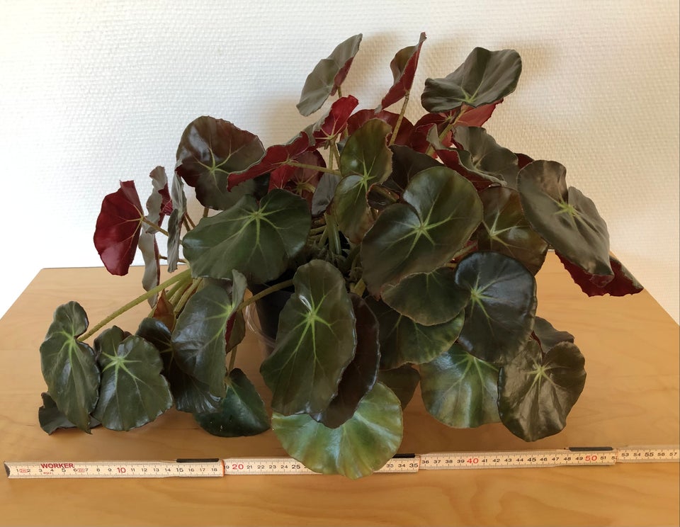 Stueplante Begonia