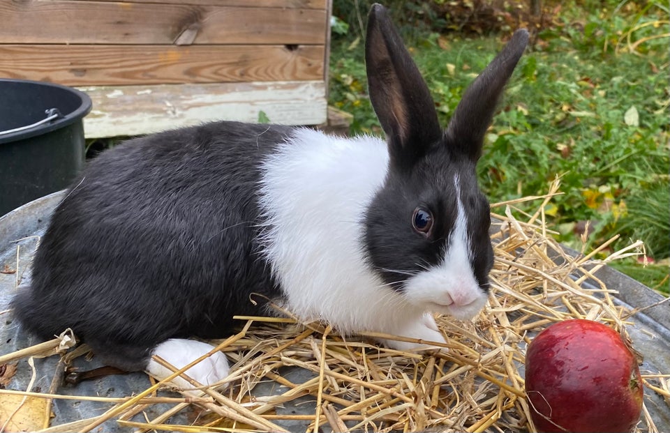 Kanin, HOLLÆNDER HAN SORT, 0 år