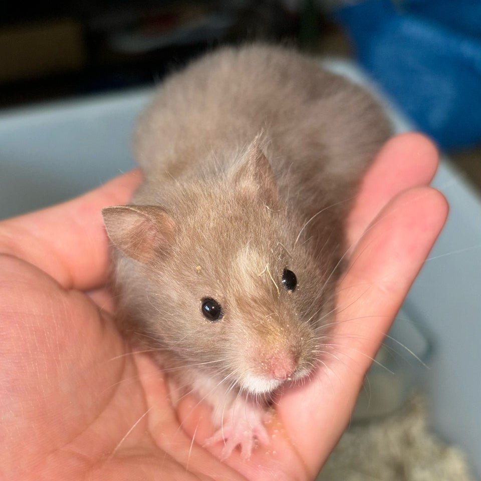 Hamster Guldhamster 0 år