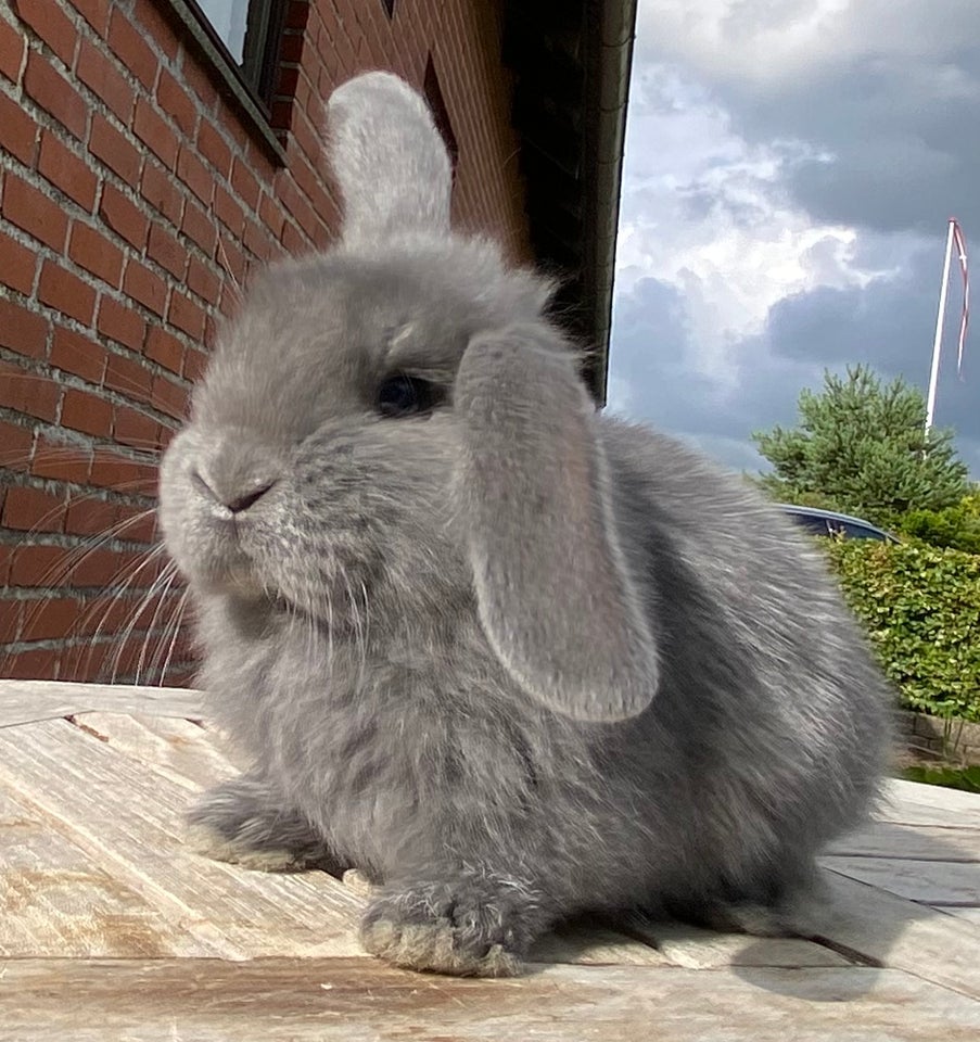 Kanin FRASK VÆDDER HUN BLÅ 0 år