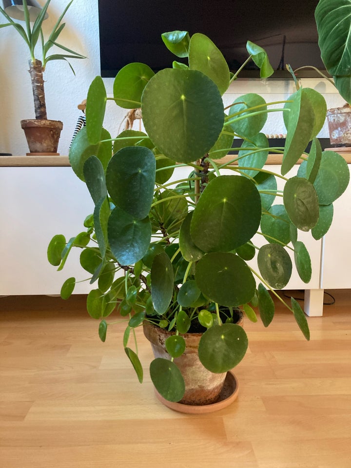 Stueplante  Pilea