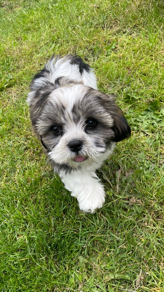 Shih Tzu  hvalpe 10 uger