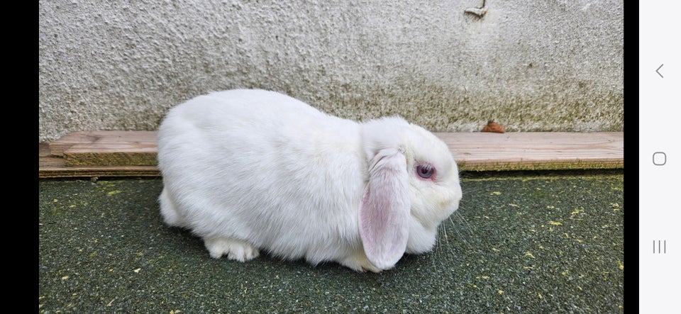 Kanin, Dværgvædder, 2 år