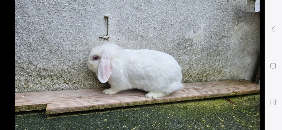 Kanin, Dværgvædder, 2 år