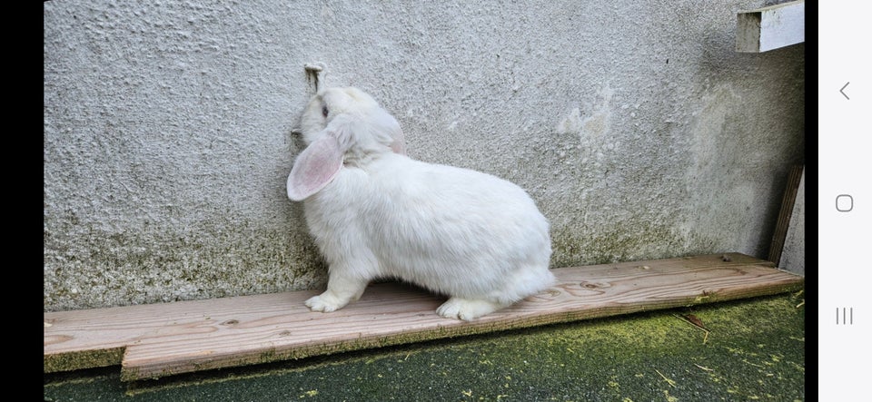 Kanin, Dværgvædder, 2 år