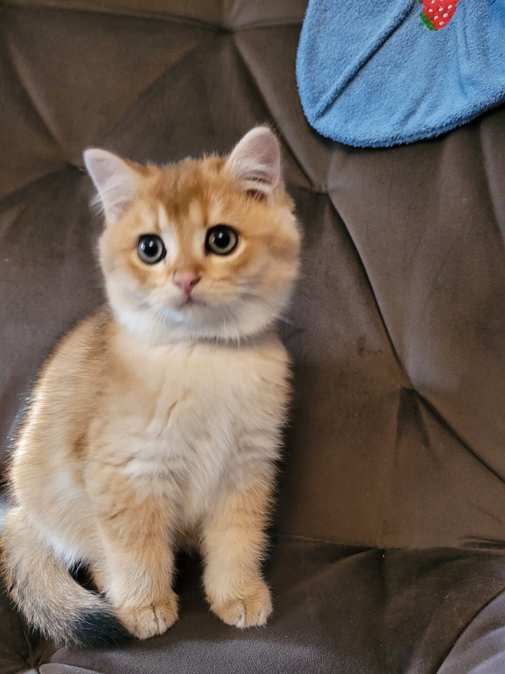 British Shorthair, hankilling, 12