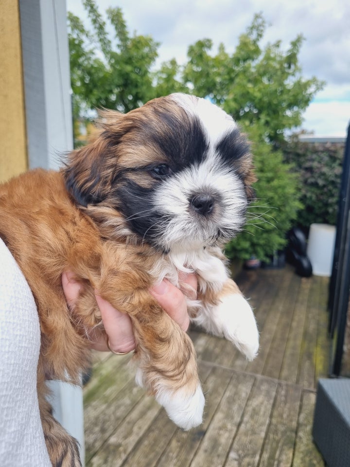 Shih tzu  hvalpe 7 uger