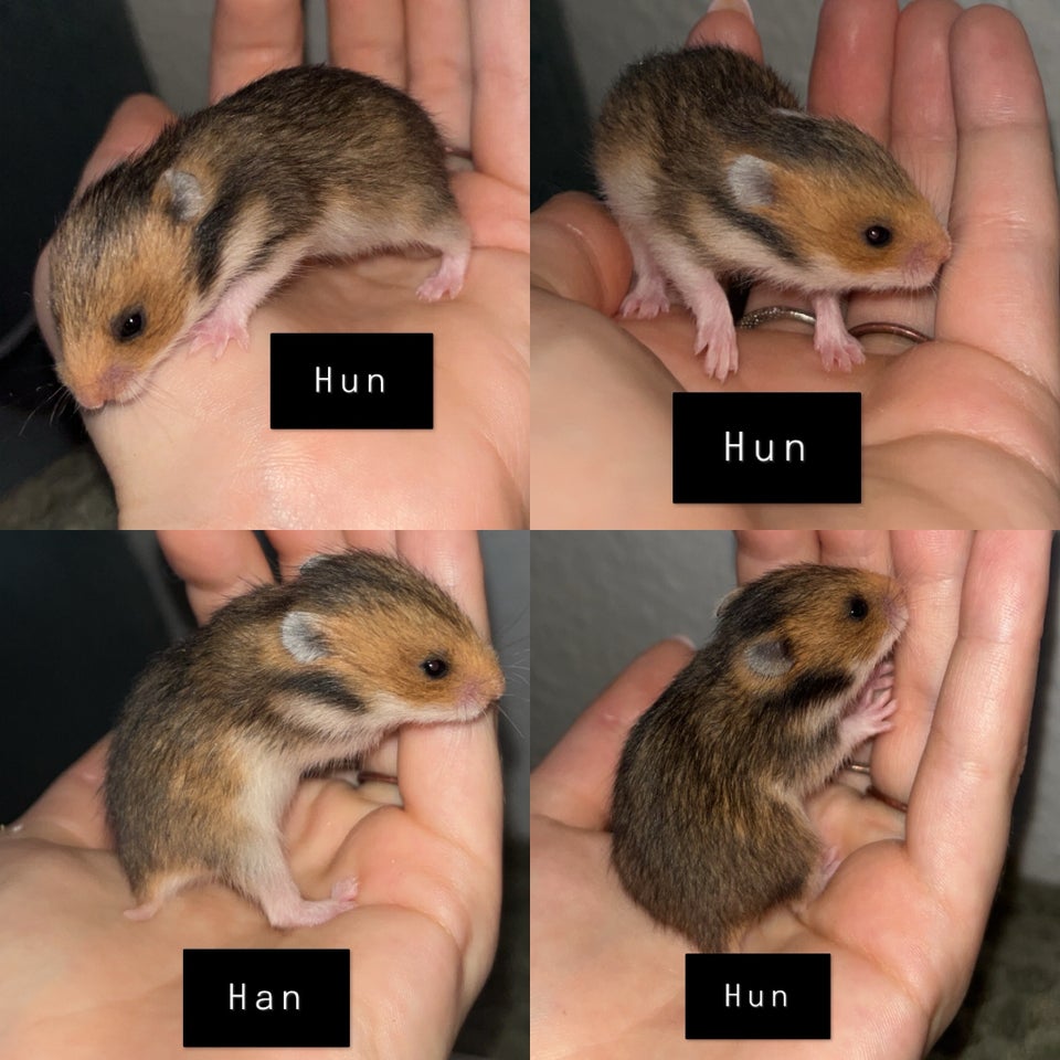 Hamster, Guldhamster, 0 år