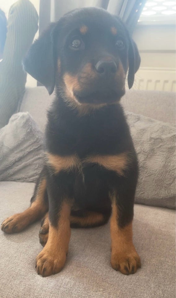 Rottweiler hvalpe 10 uger