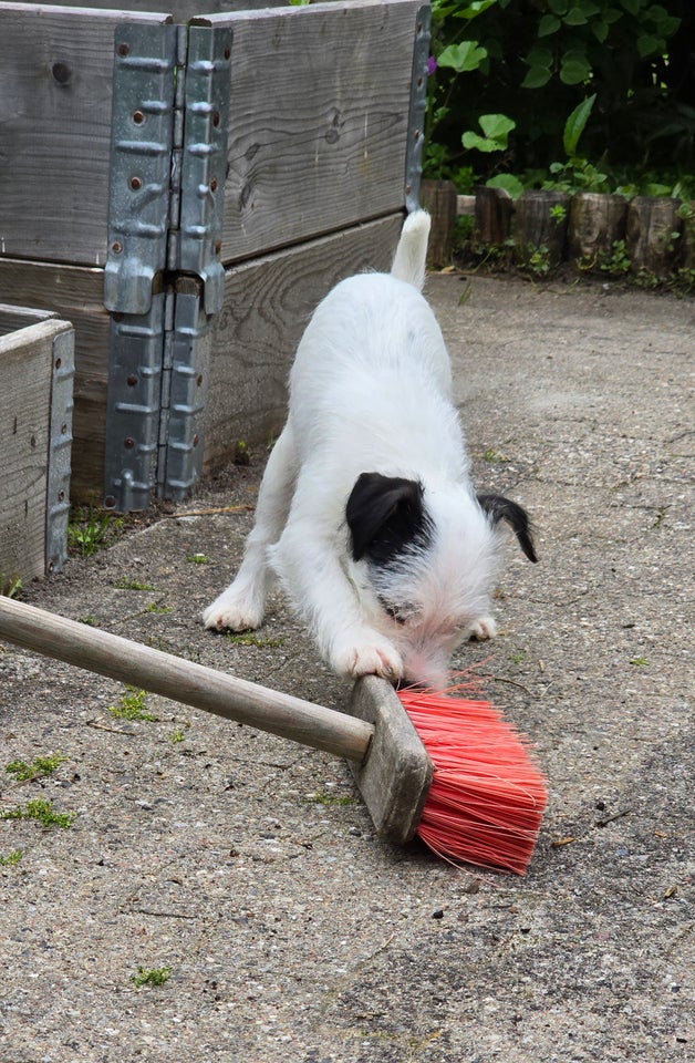 Parson russell terrier tæve