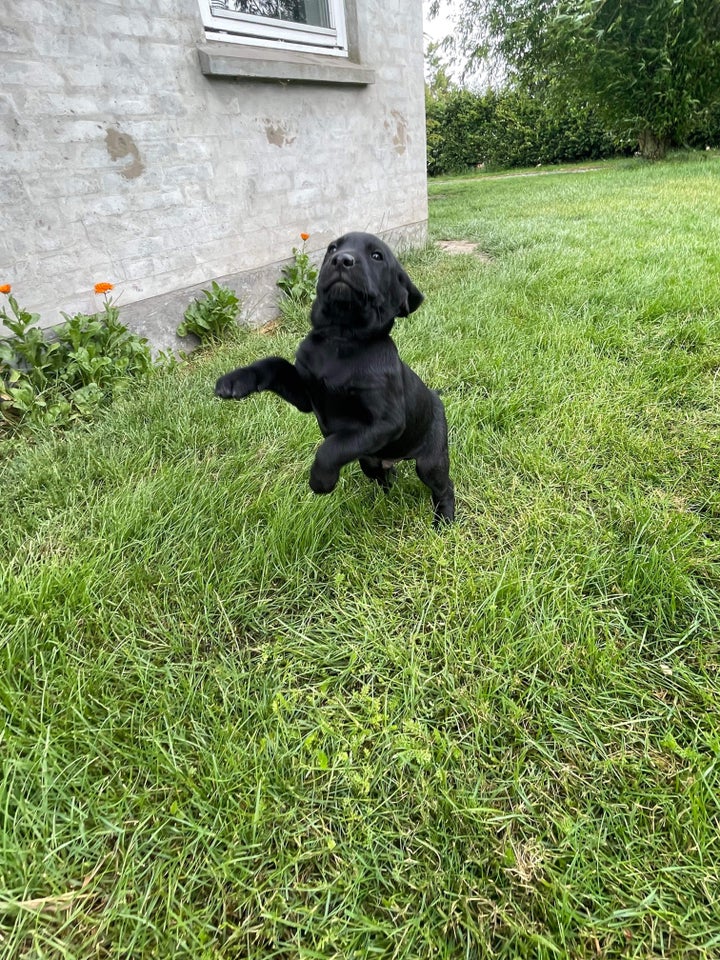 Labrador/hønsehund hvalpe 4