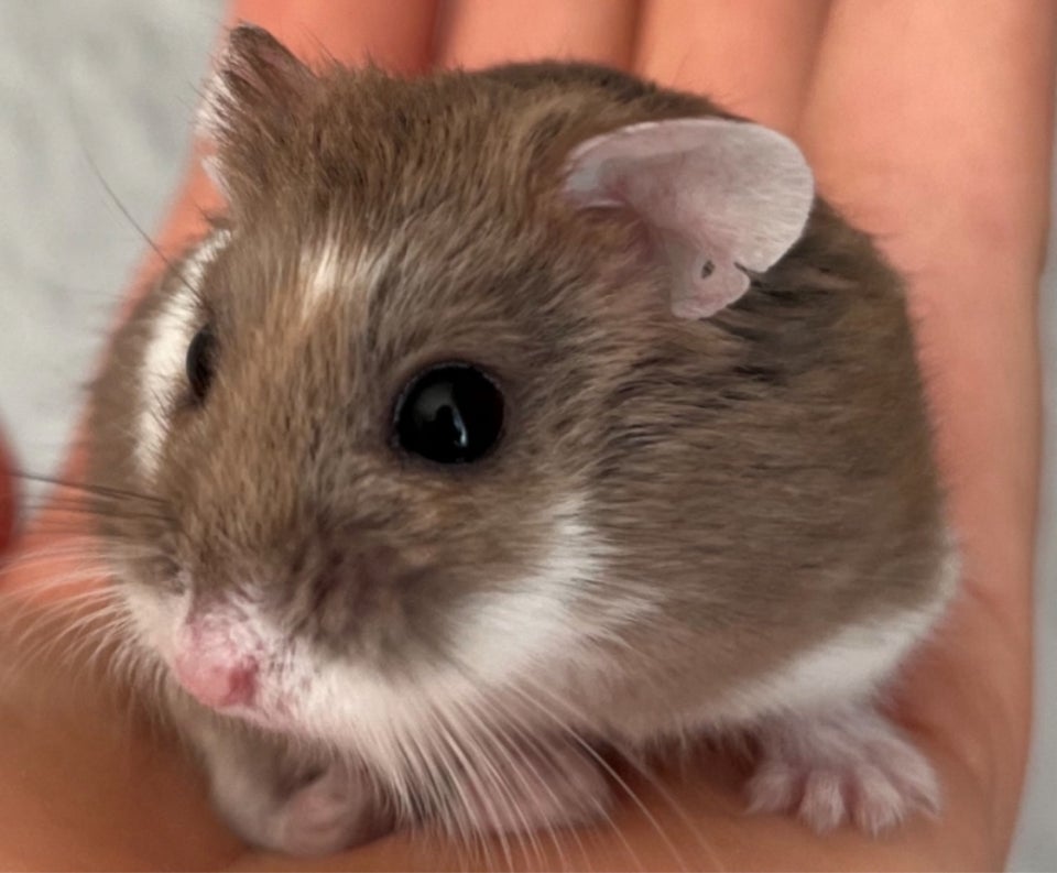 Hamster, Roborovski dværghamster