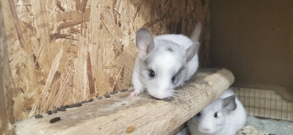 Chinchilla 0 år